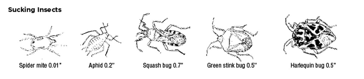 Sucking insects and their sizes: spider mite, 0.01 inch; aphid, 0.2 inch; squash bug, 0.7 inch; green stink bug, 0.5 inch; harlequin bug, 0.5 inch.